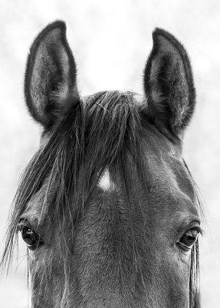 El Secreto, Fotografía, Adriana Regueiro - comprar online