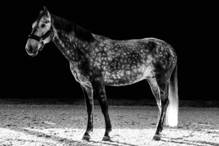 Luces y Sombras, Fotografía, Adriana Regueiro - comprar online