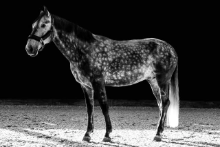 Luces y Sombras, Fotografía, Adriana Regueiro - comprar online