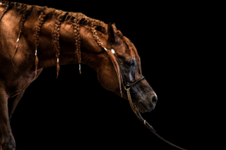 The Arabian Horse, Fotografía, Adriana Regueiro - comprar online