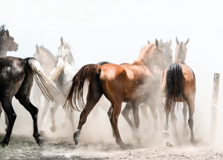 La Retirada, Fotografía, Adriana Regueiro - comprar online