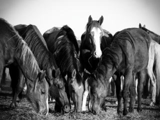La Reunión, Fotografía, Adriana Regueiro - comprar online