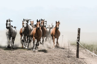 La Tropilla, Fotografía, Adriana Regueiro - comprar online