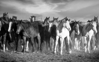Entre Manadas, Fotografía, Adriana Regueiro - comprar online