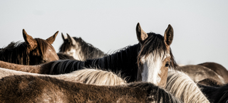 Seahorses, Fotografía, Adriana Regueiro - comprar online