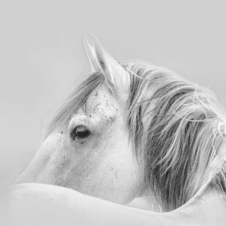 Sueños, Fotografía, Adriana Regueiro - comprar online