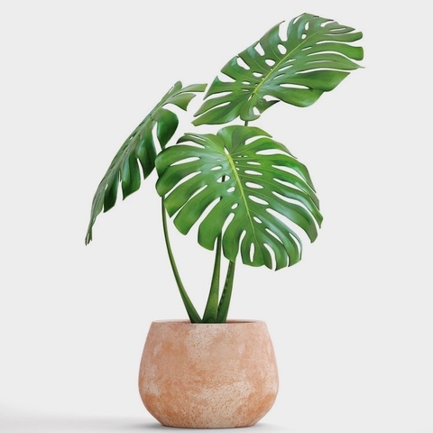 Monstera Deliciosa