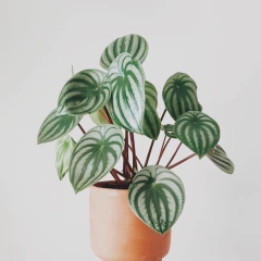 Peperomia Argyreia