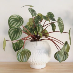 Peperomia Argyreia en internet