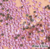Strass Vidro Cristal Rosa Claro - tam. 2mm