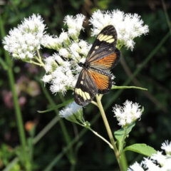 Semillas Austroeupatorium