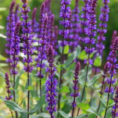 Salvia nemorosa - comprar online