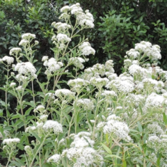 Semillas Austroeupatorium - comprar online