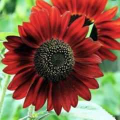 Semillas Helianthus annus