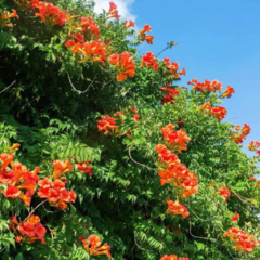 Semillas Bignonia Capensis - comprar online