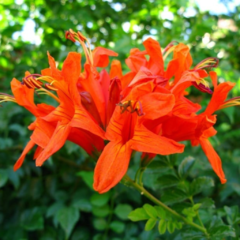 Semillas Bignonia Capensis