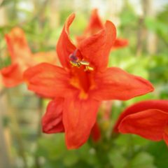 Semillas Bignonia Capensis en internet