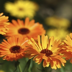Semillas Calendula officinalis