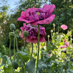 Semillas Amapola doble Mix. Papaver somniferum - comprar online