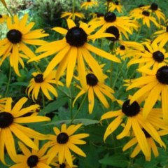 Semillas Rudbeckia fulgida var. sullivantii