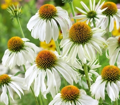 Semillas Echinacea a elección en internet