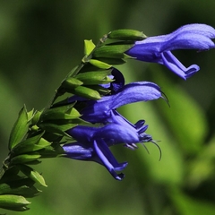 Semillas Salvia guaranítica