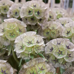 Semillas Scabiosa Stellata
