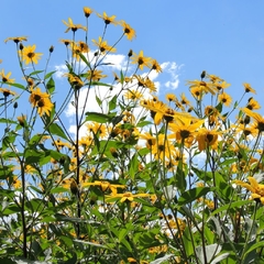 Tubérculos de Topinambur. Helianthus tuberosus