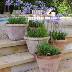Agapanthus enano