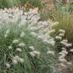 Pennisetum villosum