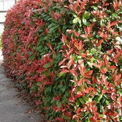 Photinia x Fraseri Red Robin - comprar online