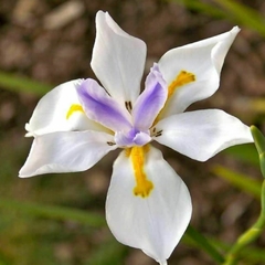 Semillas Dietes Grandiflora