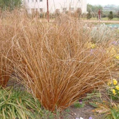 Carex Buchananii