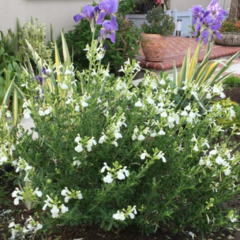 Salvia Greggii - Verdeco Home & Garden