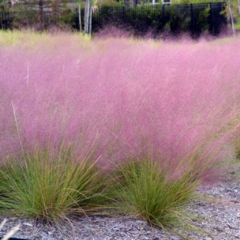 Mulhenbergia Capilaris