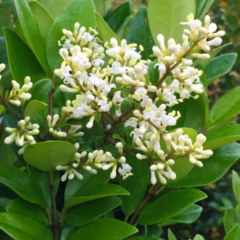 Olea Texana