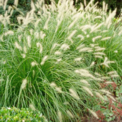 Pennisetum Rupelli