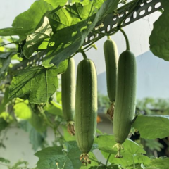 Luffa Esponja vegetal - comprar online