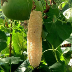 Luffa Esponja vegetal