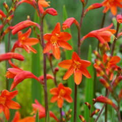 Crocosmia × crocosmiiflora