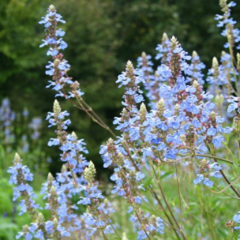 Salvia Uliginosa