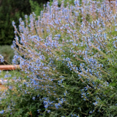 Salvia Uliginosa - comprar online