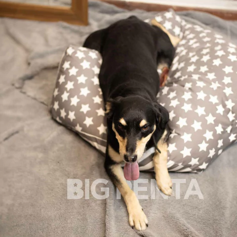 PENTA Puff Estrella Topo - comprar online