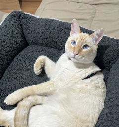 Testimonio de Nuvole Mascotas