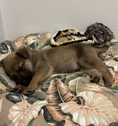 Testimonio de Nuvole Mascotas