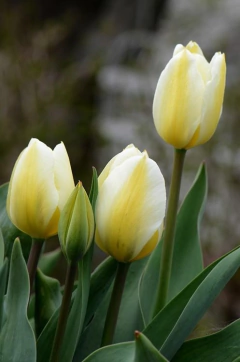 TULIPAN 33cm x 5u en internet