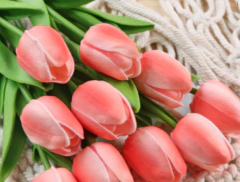 TULIPAN 33cm x 5u - tienda online