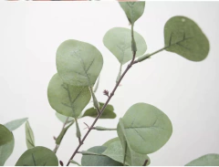 RAMA DE EUCALIPTO REDONDO x 5u PA245 - tienda online