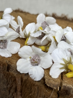FLORES MADAGASCAR x20u - tienda online
