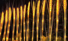 TRIGO LED 72cm x 15 unidades PA199 - comprar online